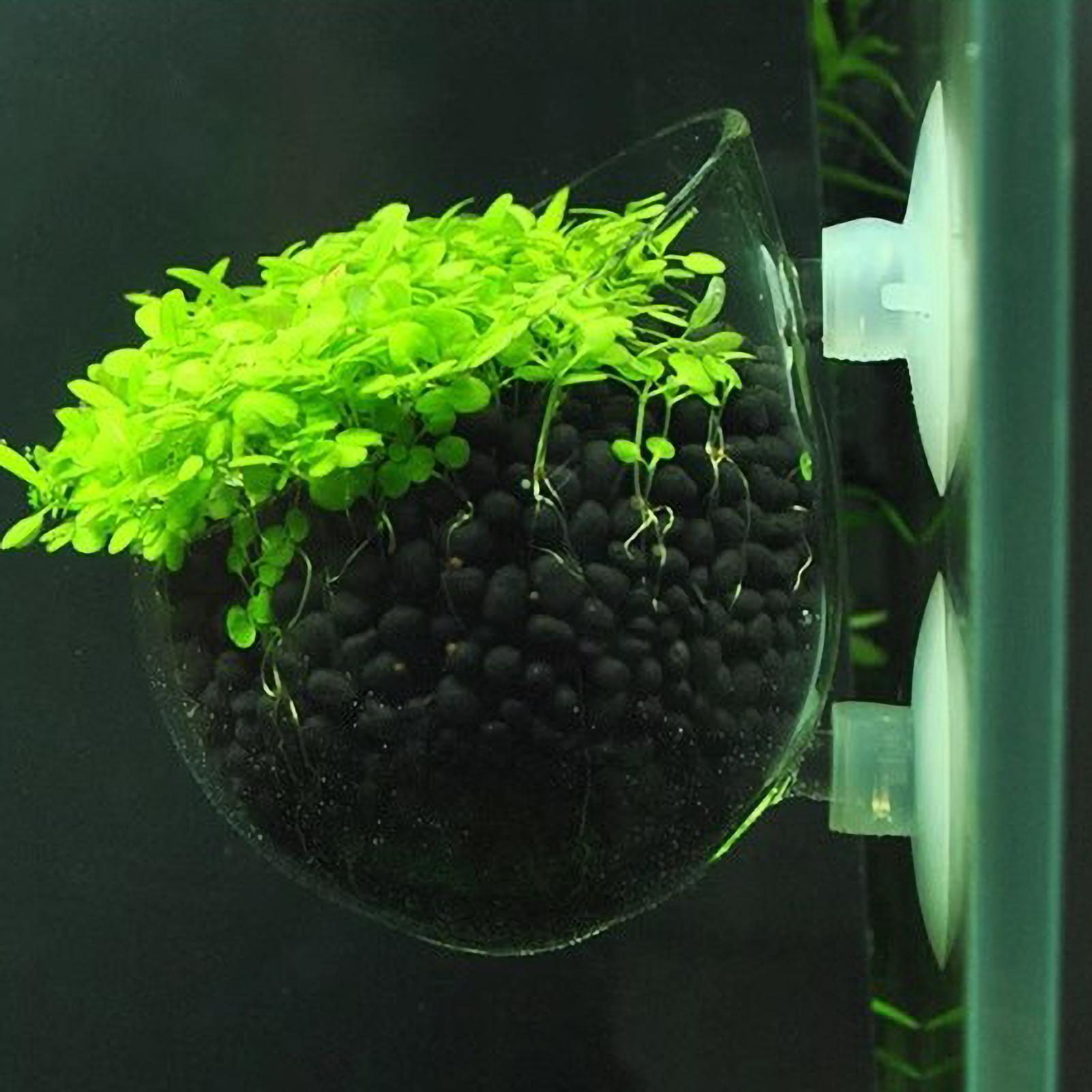 Aquarium Plant Vine - ที่วางต้นไม้ในตู้ปลา กระถางแก้วสำหรับปลูกพืชน้ำ พร้อมจุกดูดสุญญากาศ สำหรับปลูกพืชสดในตู้ปลา ที่วางต้นไม้ในตู้ปลา ของตกแต่งตู้ปลา