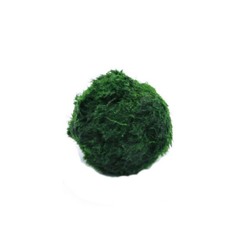Planted Aquarium Algae - มาริโม่ มอสบอล ต้นไม้ประดับตู้ปลา สาหร่าย ตกแต่งตู้ปลา ปลากุ้ง