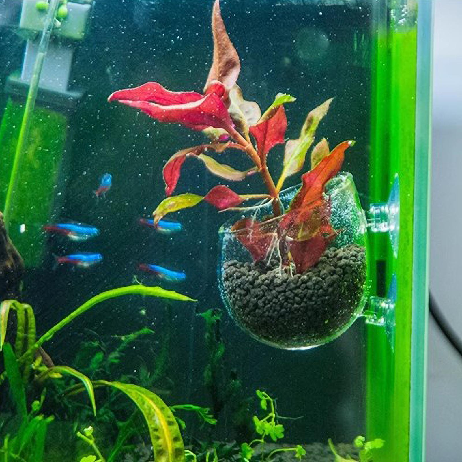 ที่วางต้นไม้ในตู้ปลา กระถางแก้ - Aquarium Plant Vine บทวิจารณ์และราคา