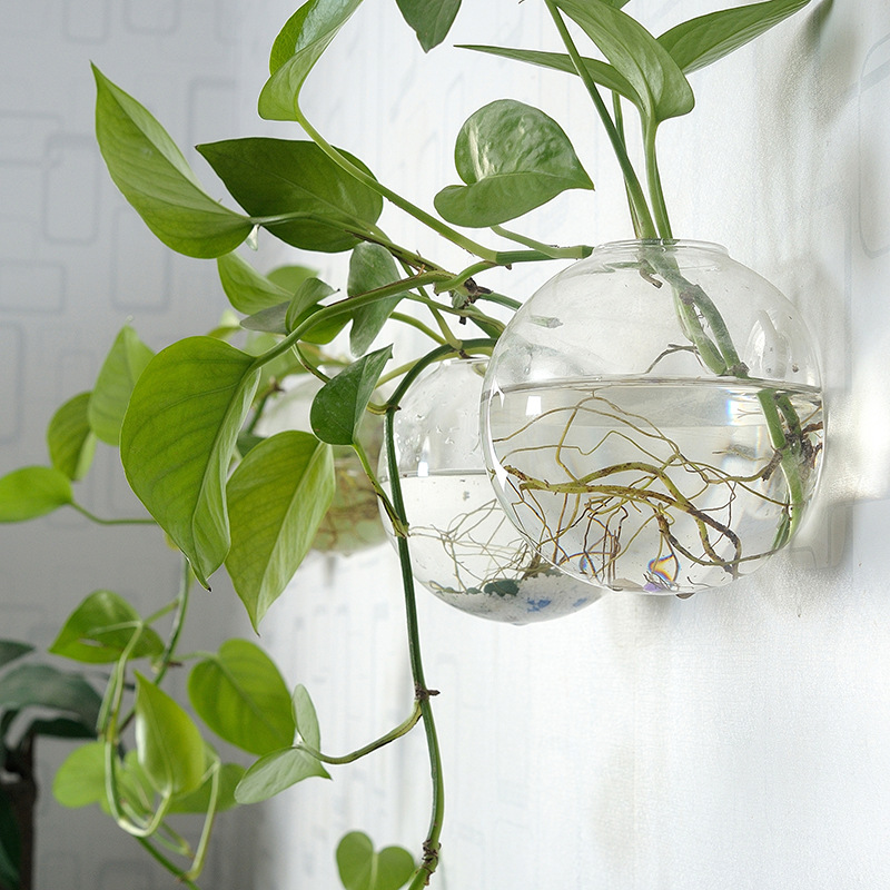 ตู้ปลาอะคริลิคแขวนผนัง แจกันอะ - Planted Aquarium Bowl บทวิจารณ์และราคา