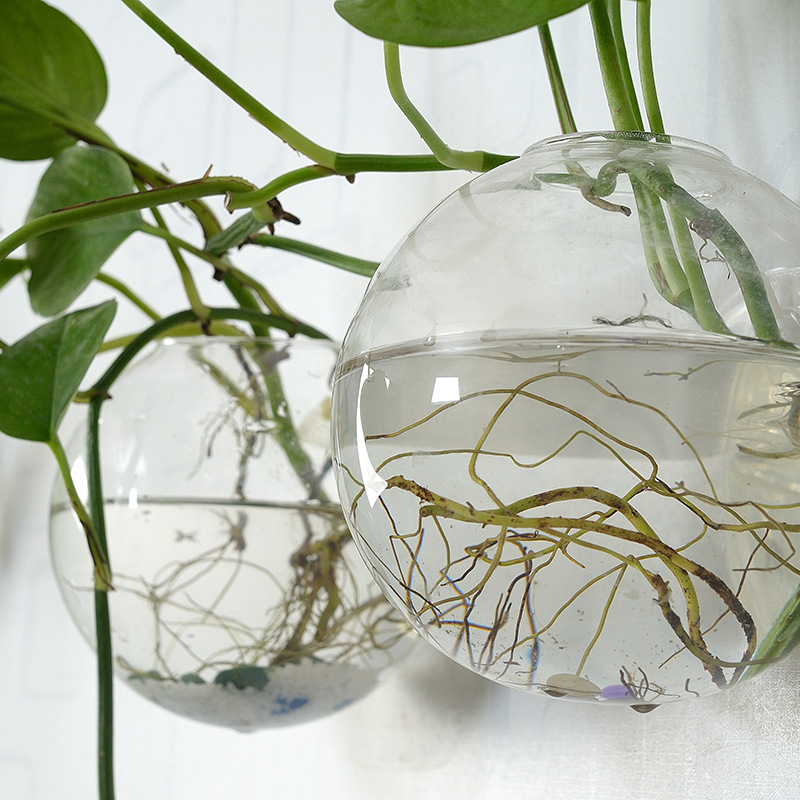 ตู้ปลาอะคริลิคแขวนผนัง แจกันอะ - Planted Aquarium Bowl บทวิจารณ์และราคา
