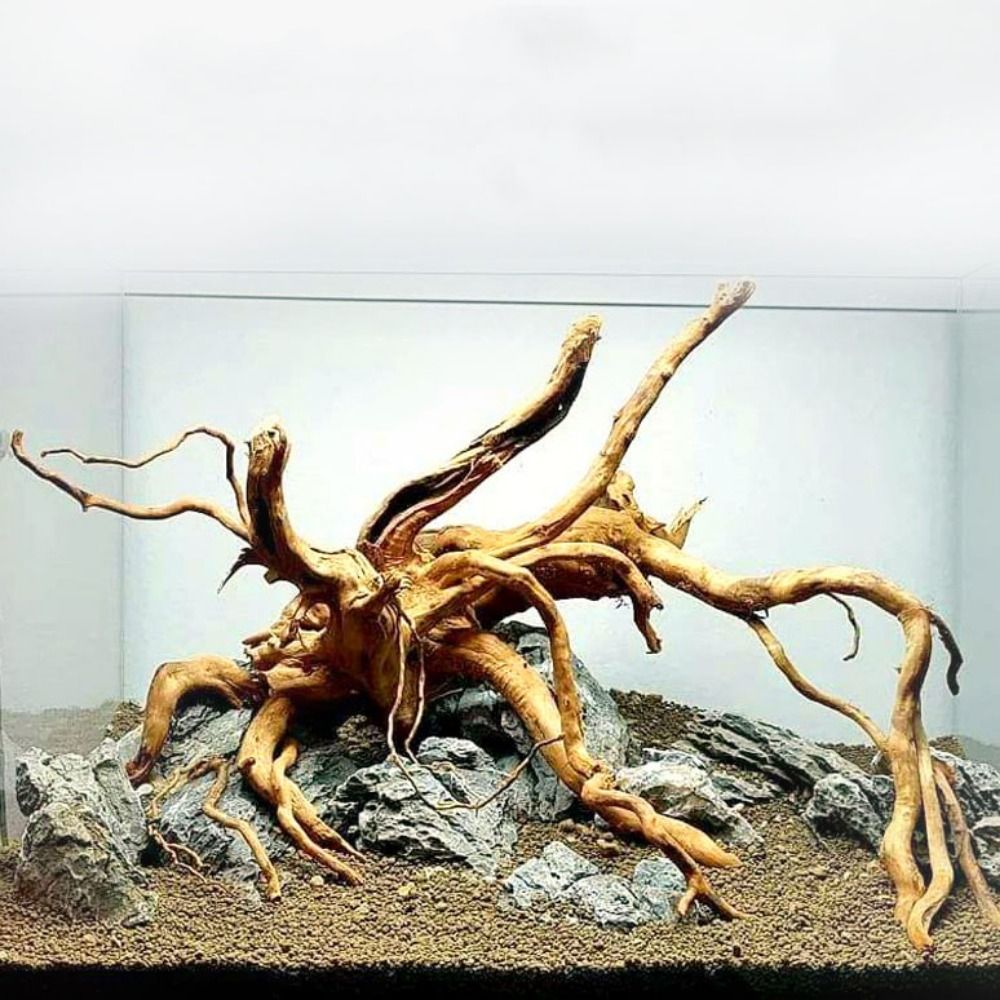 ไม้ลอยน้ำขนาดใหญ่ 20-25 ซม. สำ - Planted Aquarium Bowl บทวิจารณ์และราคา