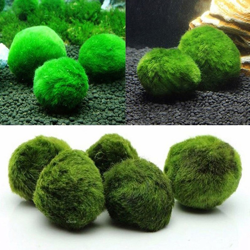 มาริโม่ มอสบอล ต้นไม้ประดับตู้ - Planted Aquarium Algae บทวิจารณ์และราคา