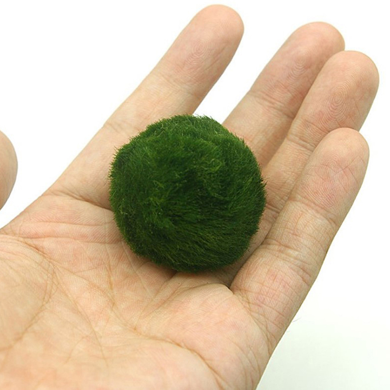 มาริโม่ มอสบอล ต้นไม้ประดับตู้ - Planted Aquarium Algae บทวิจารณ์และราคา