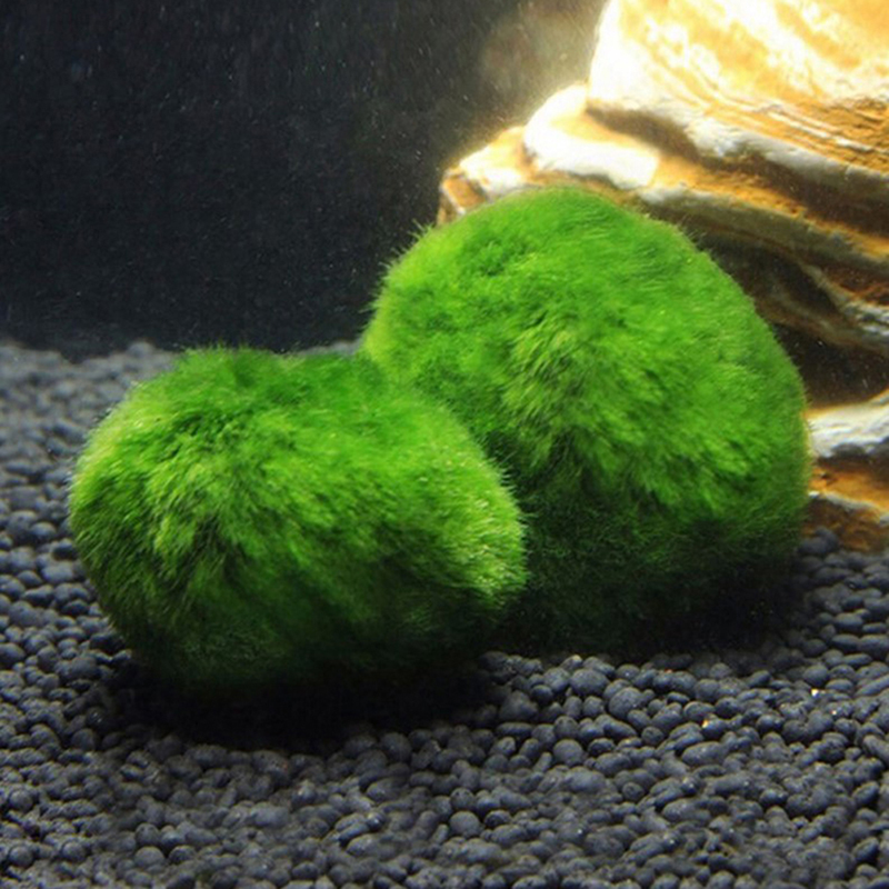 มาริโม่ มอสบอล ต้นไม้ประดับตู้ - Planted Aquarium Algae บทวิจารณ์และราคา