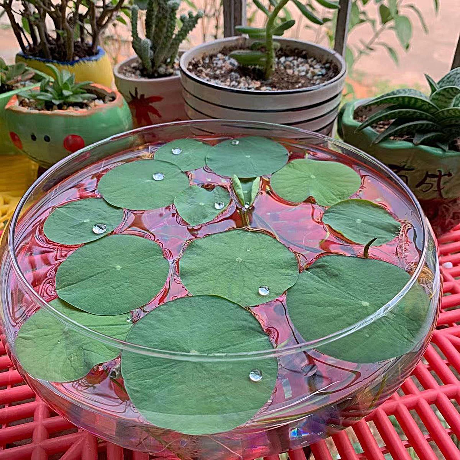 ชามแก้วสำหรับปลา ชามแก้วขนาดให - Planted Aquarium Bowl บทวิจารณ์และราคา